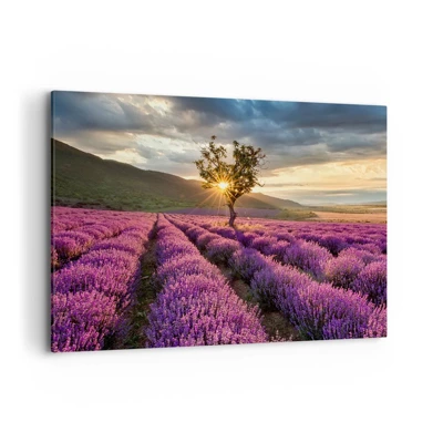 Obraz na plátně - Aroma v barvě lila - 120x80 cm