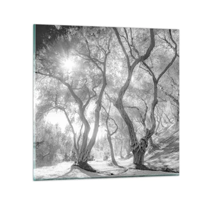Obraz na skle - V olivovém háji - 40x40 cm