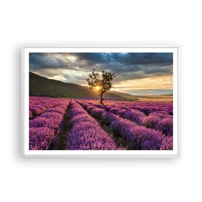 Plakát v bílém rámu - Aroma v barvě lila - 100x70 cm