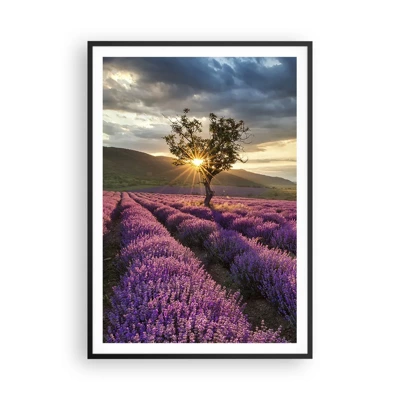 Plakát v černém rámu - Aroma v barvě lila - 70x100 cm
