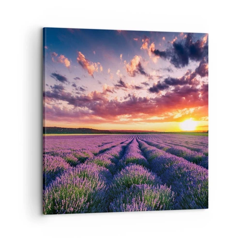 Obraz na plátně - Levandulový svět - 60x60 cm