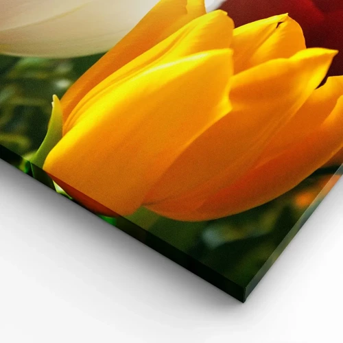Obraz na plátně - Tulipánová horečka - 70x50 cm