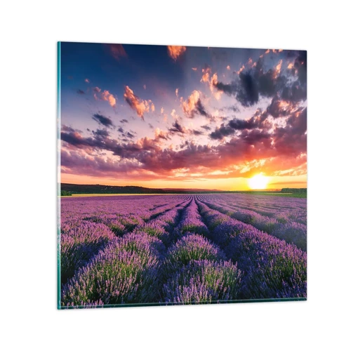 Obraz na skle - Levandulový svět - 60x60 cm