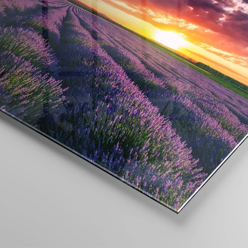 Obraz na skle - Levandulový svět - 70x70 cm