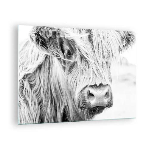 Obraz na skle - Skotská divokost - 70x50 cm