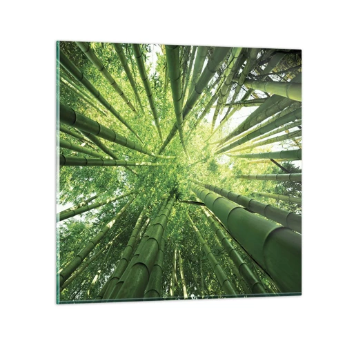 Obraz na skle - V bambusovém háji - 70x70 cm