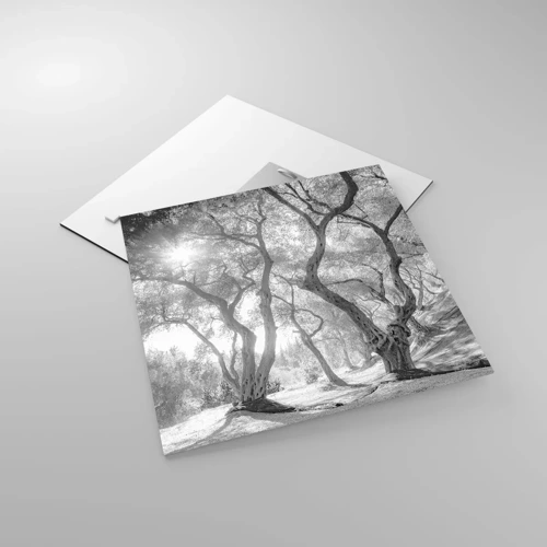 Obraz na skle - V olivovém háji - 40x40 cm