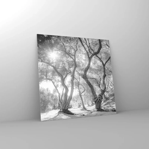 Obraz na skle - V olivovém háji - 70x70 cm