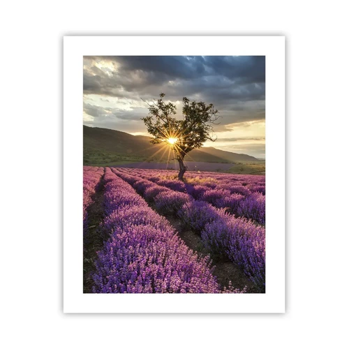 Plakát - Aroma v barvě lila - 40x50 cm