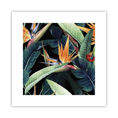 Plakát - Plamenné květy tropů - 30x30 cm