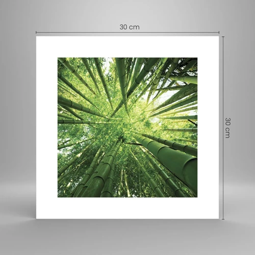 Plakát - V bambusovém háji - 30x30 cm