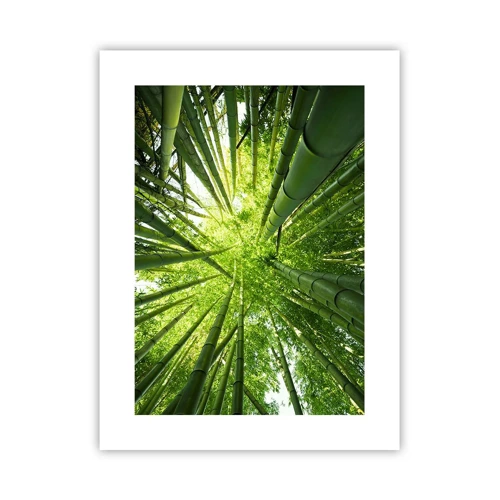 Plakát - V bambusovém háji - 30x40 cm