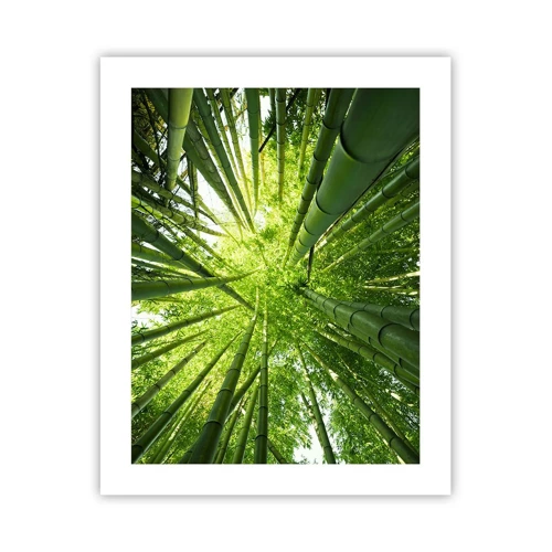 Plakát - V bambusovém háji - 40x50 cm