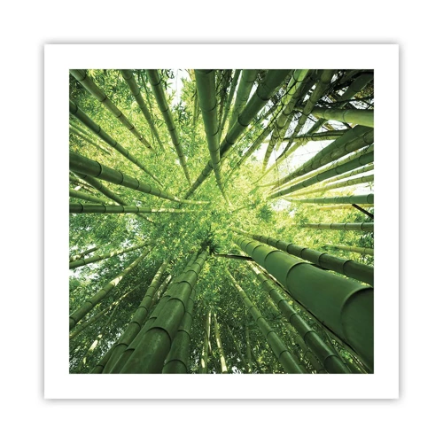 Plakát - V bambusovém háji - 50x50 cm