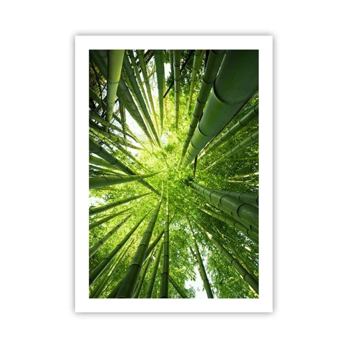 Plakát - V bambusovém háji - 50x70 cm