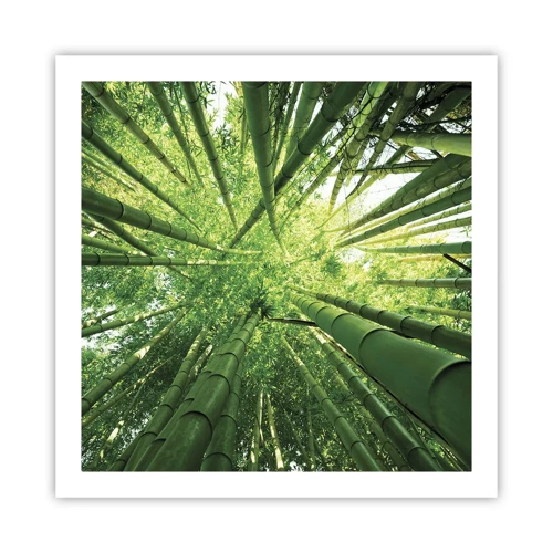 Plakát - V bambusovém háji - 60x60 cm