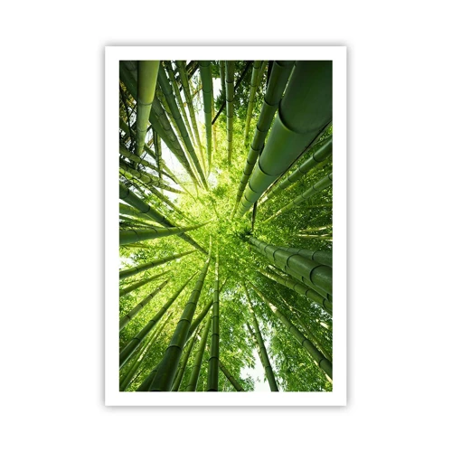 Plakát - V bambusovém háji - 61x91 cm