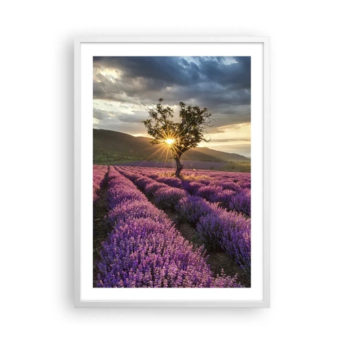Plakát v bílém rámu - Aroma v barvě lila - 50x70 cm