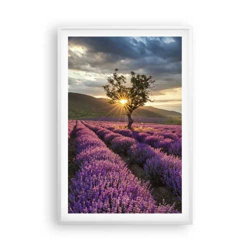 Plakát v bílém rámu - Aroma v barvě lila - 61x91 cm