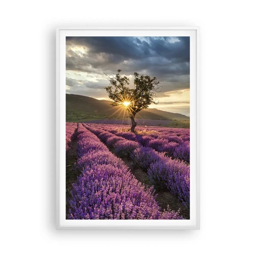 Plakát v bílém rámu - Aroma v barvě lila - 70x100 cm