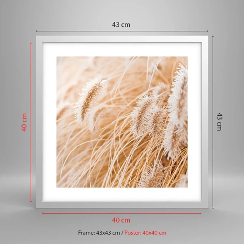 Plakát v bílém rámu - Zlaté šustění travin - 40x40 cm