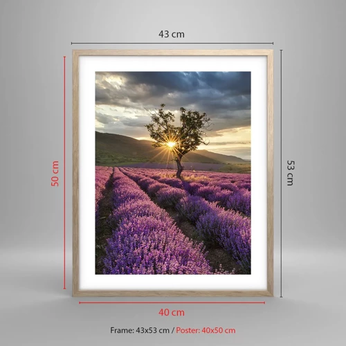 Plakát v rámu světlý dub - Aroma v barvě lila - 40x50 cm