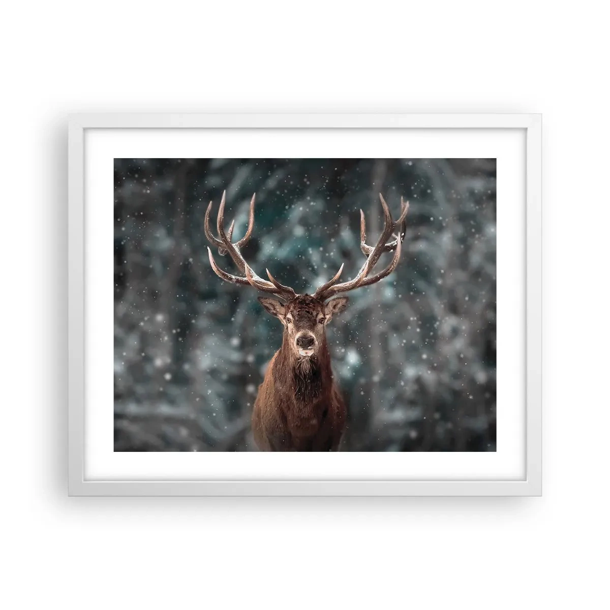 Plakát v bílém rámu - Skutečný král lesa - 50x40 cm