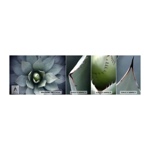 Fototapeta Vzorek Standard Eco - Svádí a varuje - Květ agáve, Agáve, Exotika - 100x30 cm