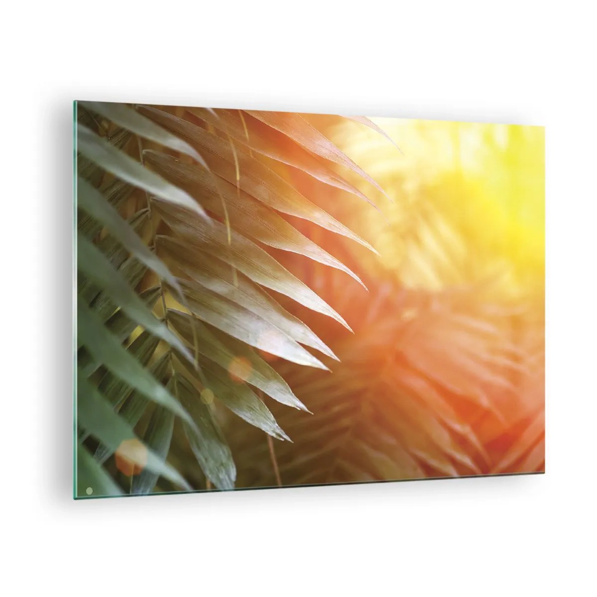 Obraz na skle - Palmové listy v záři ranního slunce v tropickém prostředí - 70x50cm - Ráno v džungli - Moderní nástěnná dekorace do obývacího pokoje a ložnice ARTTOR