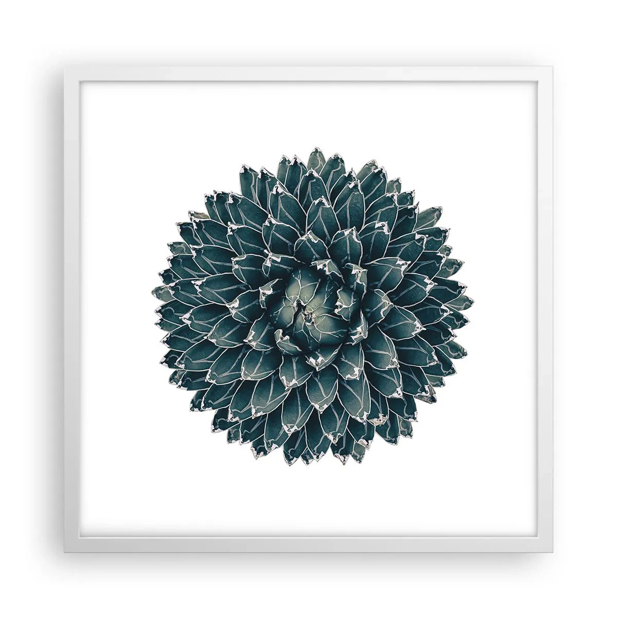 Plakát v bílém rámu - Hvězda pouště - 50x50 cm