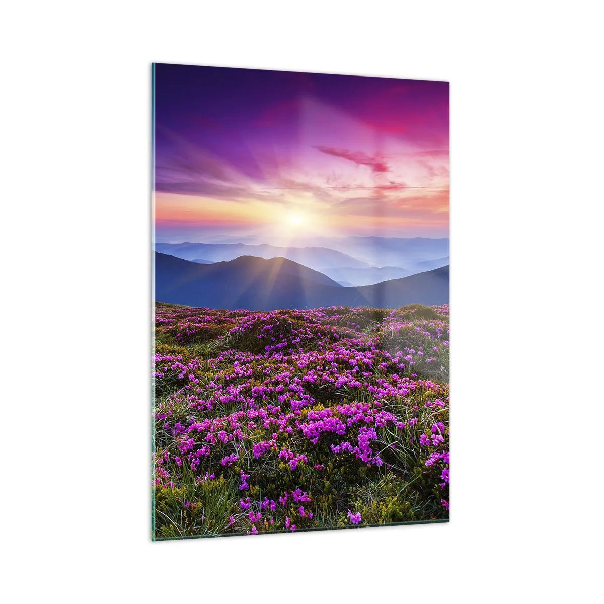 Obraz na skle - Zavoněly svěží pupeny bylinek z obilných polí - 50x70 cm