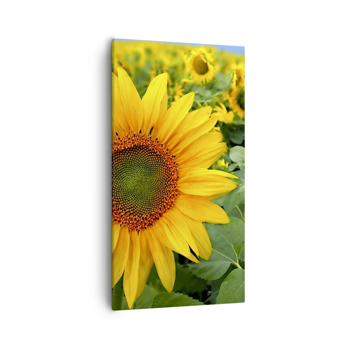 Obraz na plátně - Zahořely stovky sluncí - 55x100 cm