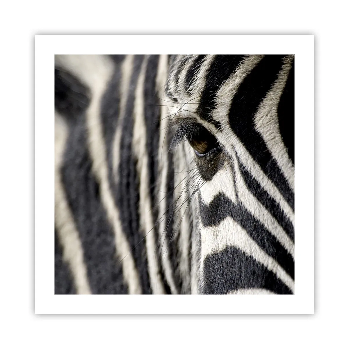 Plakát - Portrét s pruhy - 50x50 cm