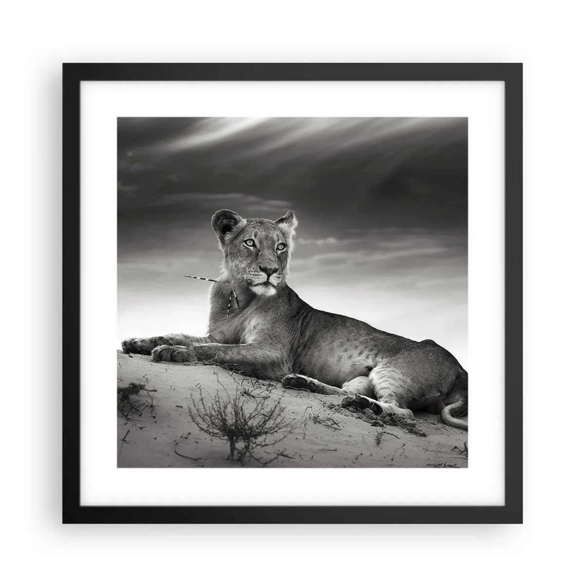 Plakát v černém rámu - Odpočinek královny pouště - 40x40 cm