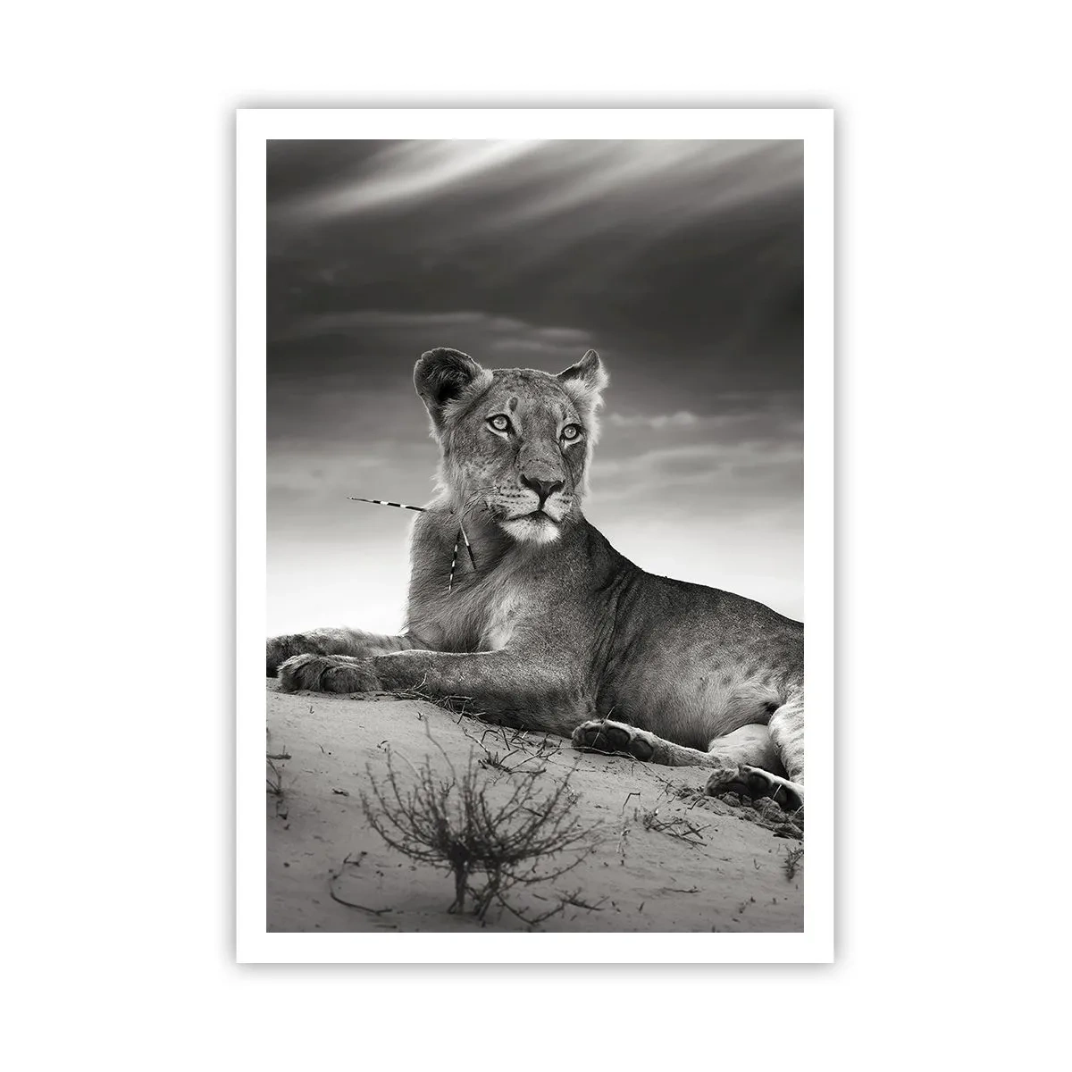 Plakát - Odpočinek královny pouště - 70x100 cm