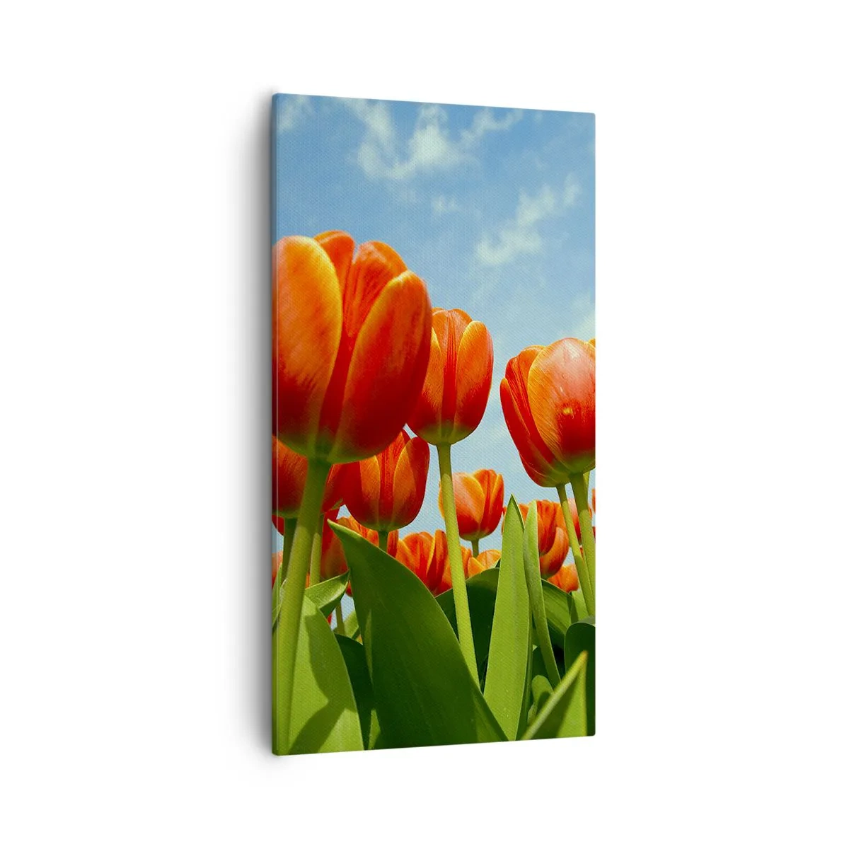 Obraz na plátně - Kromě blankytného nebe nic v životě nepotřebují - 55x100 cm