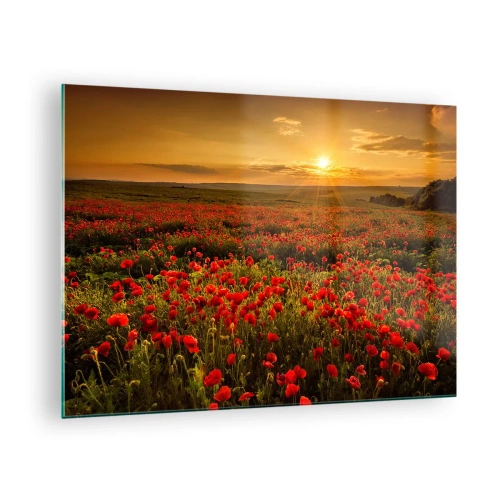 Obraz na skle - Makové pole ozářené paprsky zapadajícího slunce - 70x50cm - Mezi vlnami šumících luk, mezi záplavou květů - Moderní nástěnná dekorace do obývacího pokoje a ložnice ARTTOR