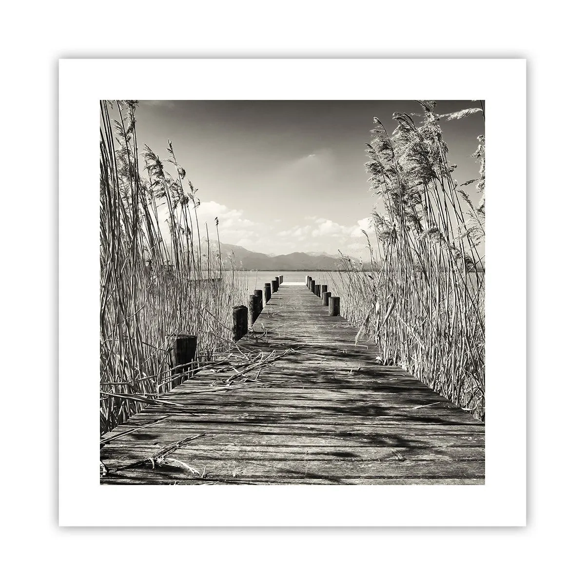 Plakát - V ústraní travin - 40x40 cm