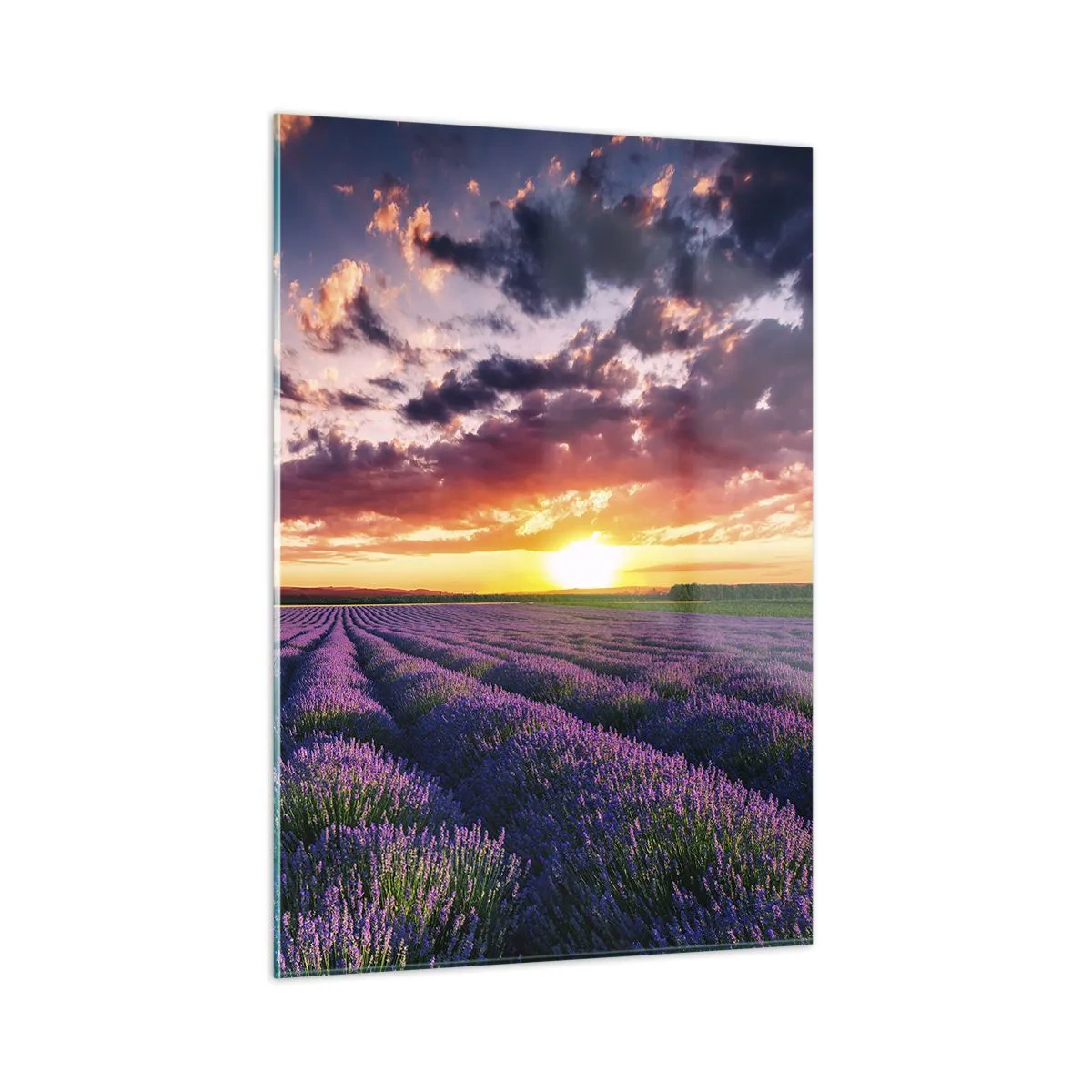 Obraz na skle - Levandulový svět - 50x70 cm