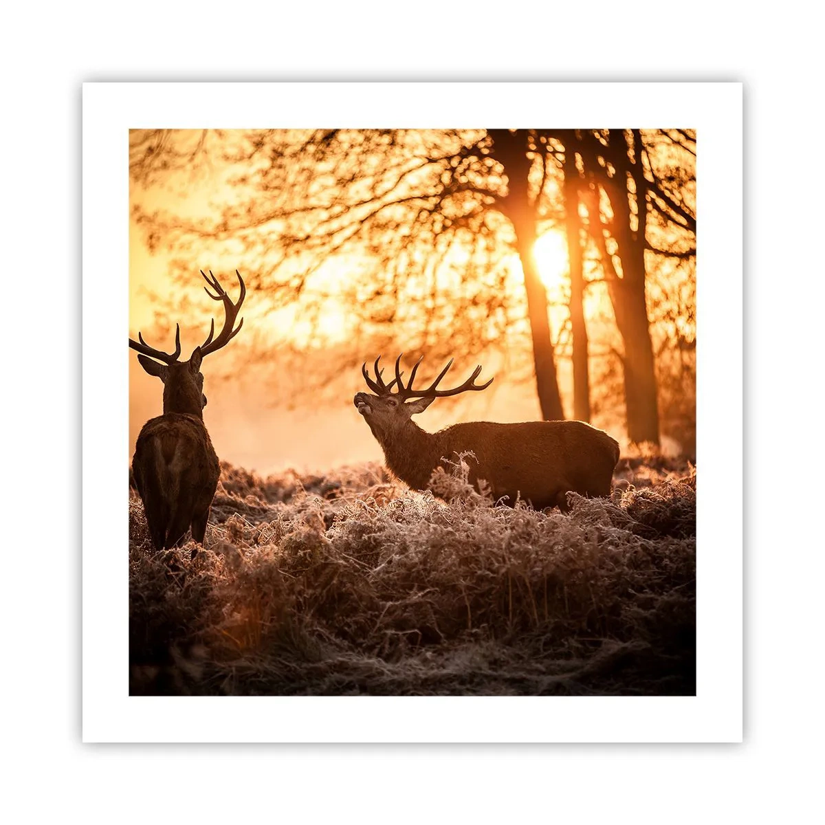 Plakát - Sen myslivce - 50x50 cm