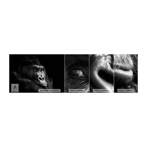 Fototapeta Vzorek Standard Eco - Na co tak koukáš? - Opice, Gorila, Zvířata - 100x30 cm