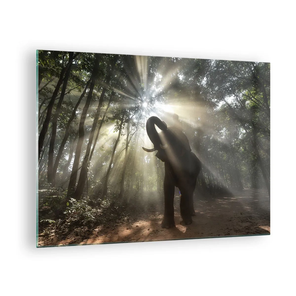 Obraz na skle - Slon v lese osvětleném slunečním světlem - 70x50cm - Pod šťastnou hvězdou - Moderní nástěnná dekorace do obývacího pokoje a ložnice ARTTOR