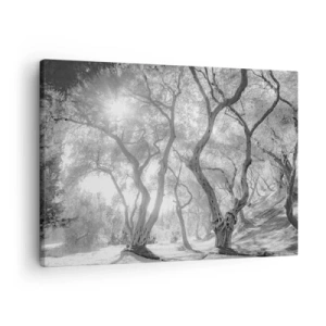 Obraz na plátně - Černobílý pohled na stromy v olivovém háji se slunečními paprsky - 70x50cm - V olivovém háji - Moderní nástěnná dekorace do obývacího pokoje a ložnice ARTTOR