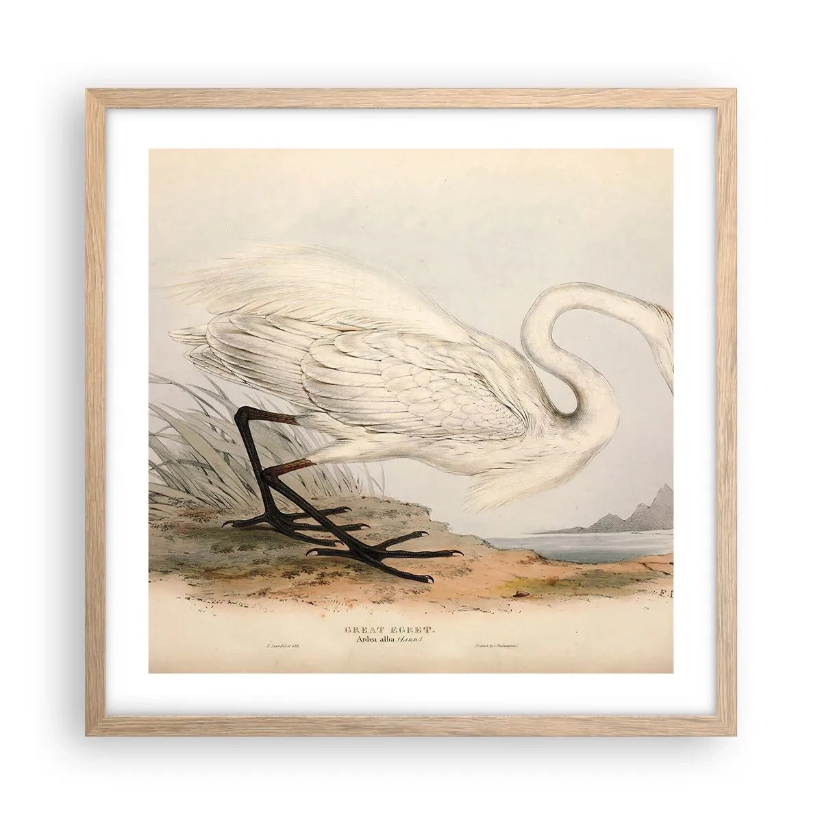 Plakát v rámu světlý dub - Paní rákosin - 50x50 cm