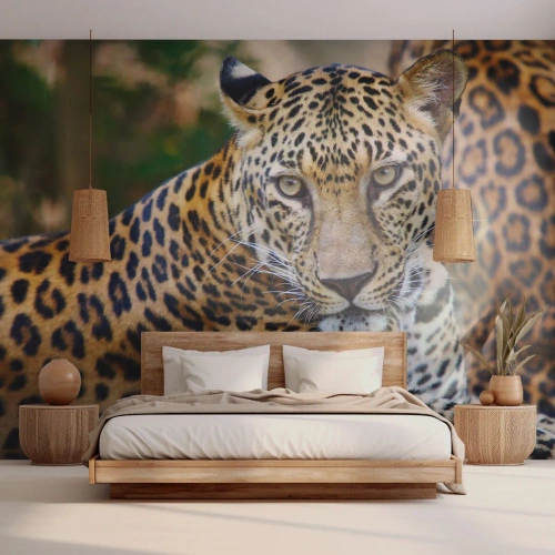 Fototapeta Premium Canvas - Divoký a klidný - Zvířata, leopard, Afrika - 250x175 cm