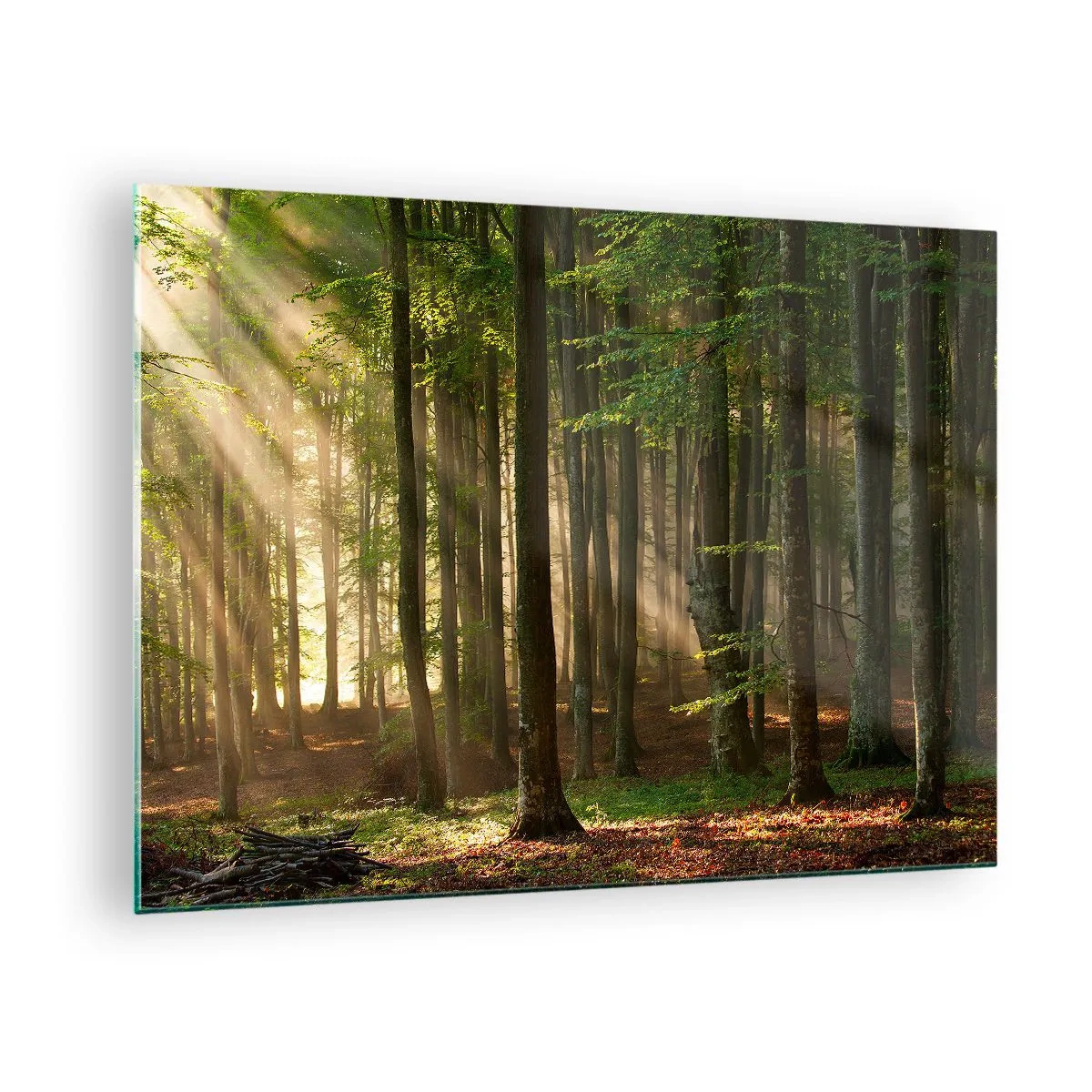 Obraz na skle - Sluneční paprsky svítí skrz stromy v lese - 70x50cm - Rozzářený v jarním ránu - Moderní nástěnná dekorace do obývacího pokoje a ložnice ARTTOR