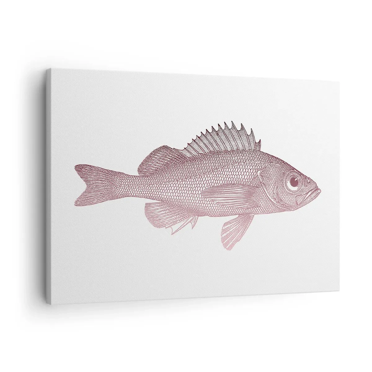 Obraz na plátně - Detailní ilustrace ryby na bílém pozadí - 70x50cm - Ryba s velkýma očima - Moderní nástěnná dekorace do obývacího pokoje a ložnice ARTTOR
