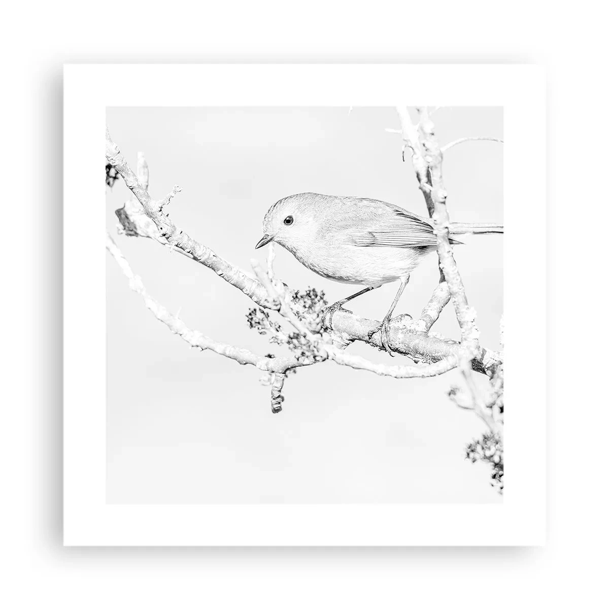 Plakát - Zimní ráno - 40x40 cm