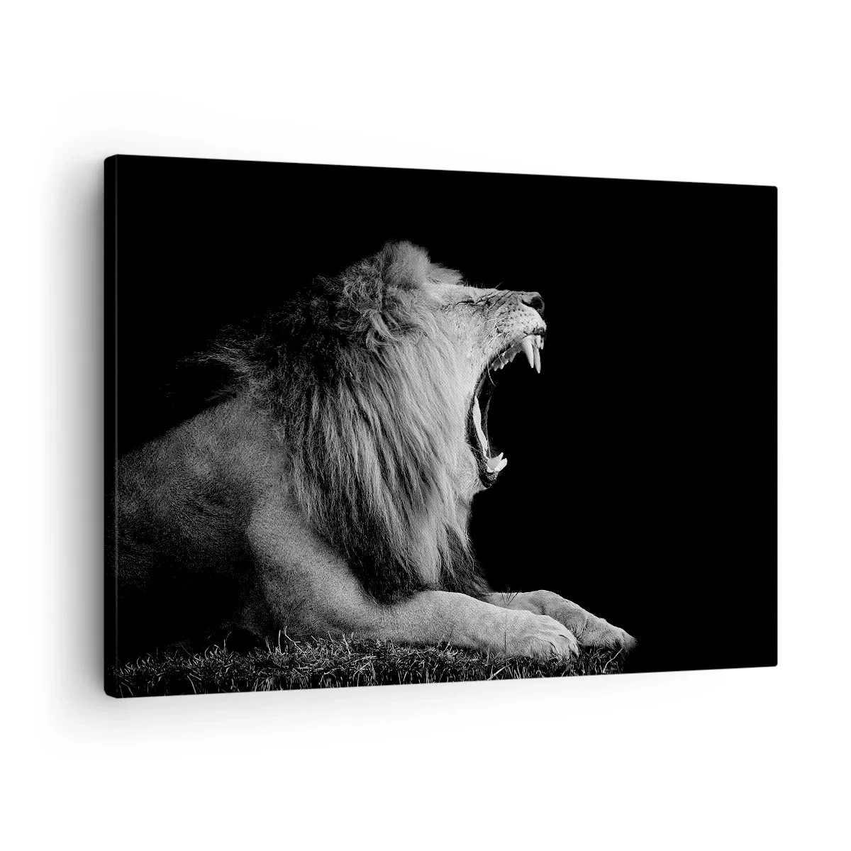 Obraz na plátně - Řvoucí lev na černém pozadí v černobílých tónech - 70x50cm - Bez nejmenších pochyb - Moderní nástěnná dekorace do obývacího pokoje a ložnice ARTTOR