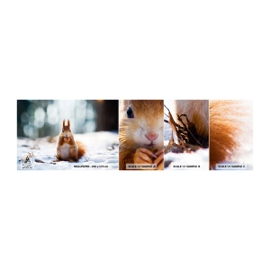 Vzor Fototapety Samolepicí Deluxe Sticker - Co se tak díváš? - Zvířata, Veverka, Zima - 100x30 cm